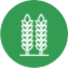 Grain